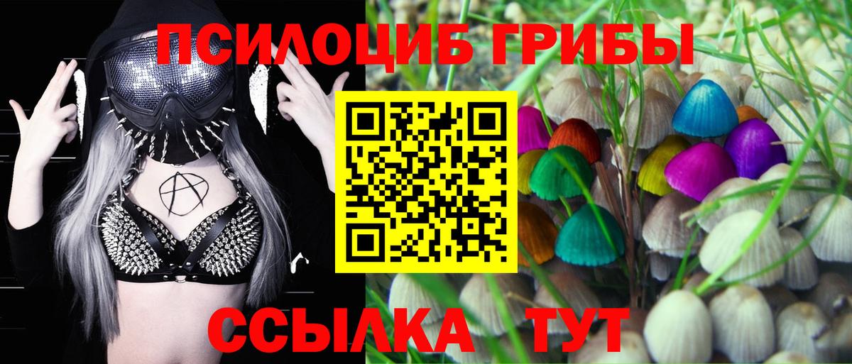 Псилоцибиновые грибы Psilocybe Коркино